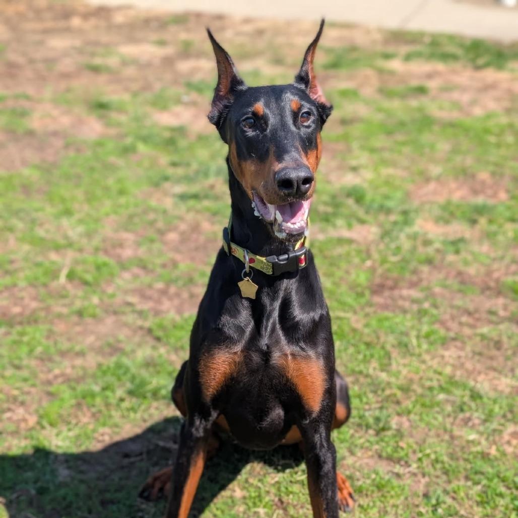 7934 Abby, a Adoptable Doberman Pinscher in Sandown, NH image 6/6