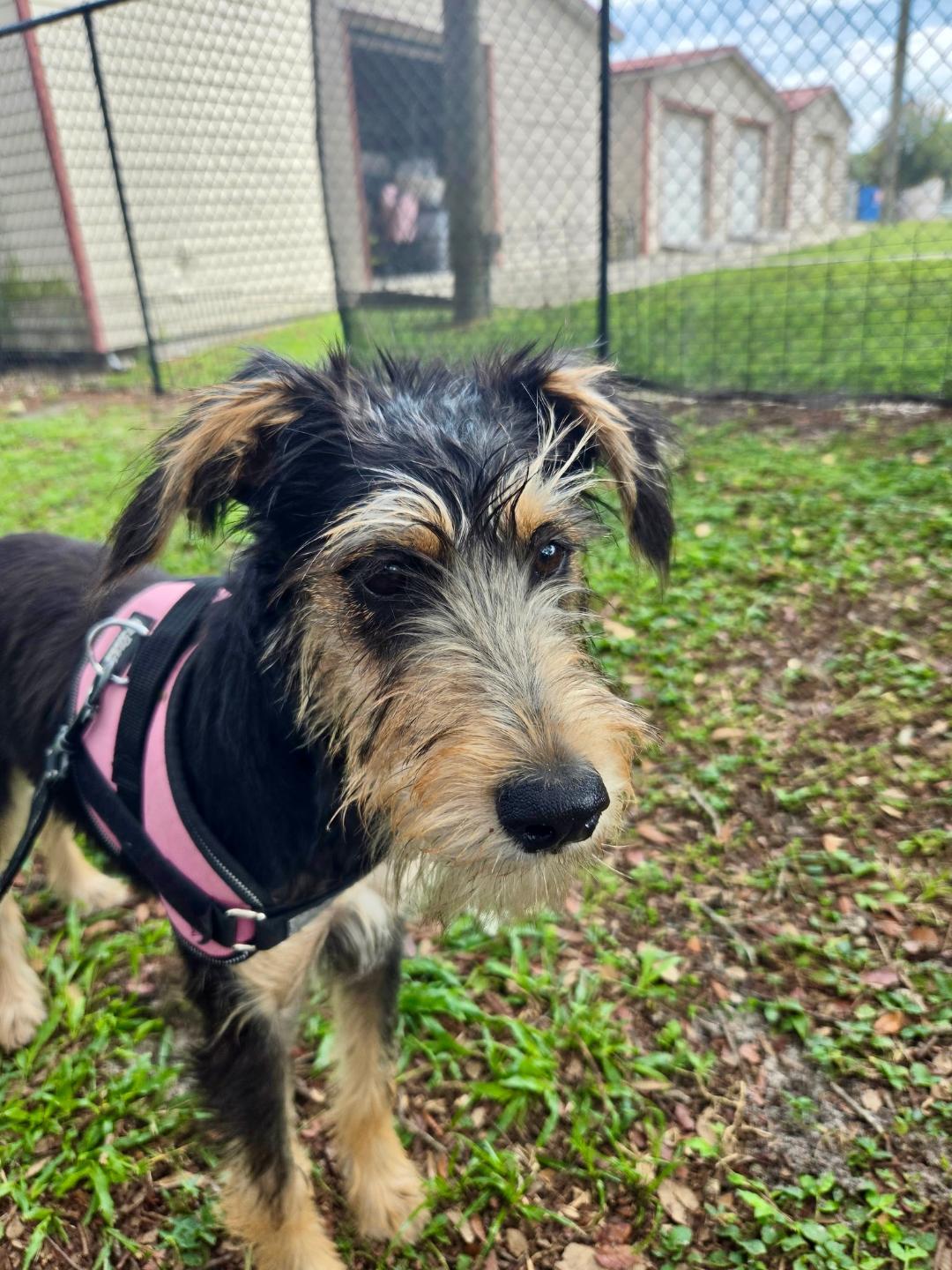 Enlarge Luna, an adoptable Miniature Schnauzer in Winter Haven, FL image 2/4