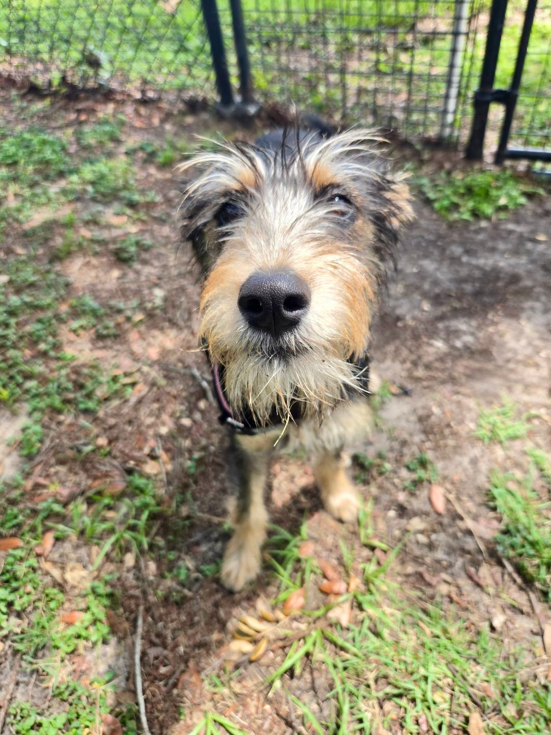 Luna, adoptable, Young Female Miniature Schnauzer.