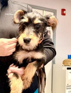 Luna, an adopted Miniature Schnauzer in Winter Haven, FL image 2/2
