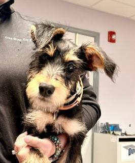 Luna, an adopted Miniature Schnauzer in Winter Haven, FL image 1/2