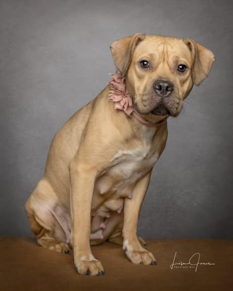 Enlarge Zara, a ADOPTABLE Pit Bull Terrier in Cullman, AL image 2/2