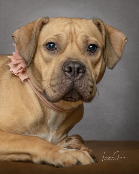 Zara, ADOPTABLE, Young Female Pit Bull Terrier.