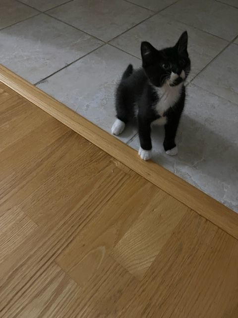 Enlarge Orchid, a Adoptable mixed breed in Brooklyn, NY image 8/11