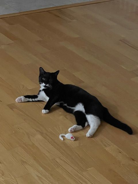 Enlarge Orchid, a Adoptable mixed breed in Brooklyn, NY image 1/11