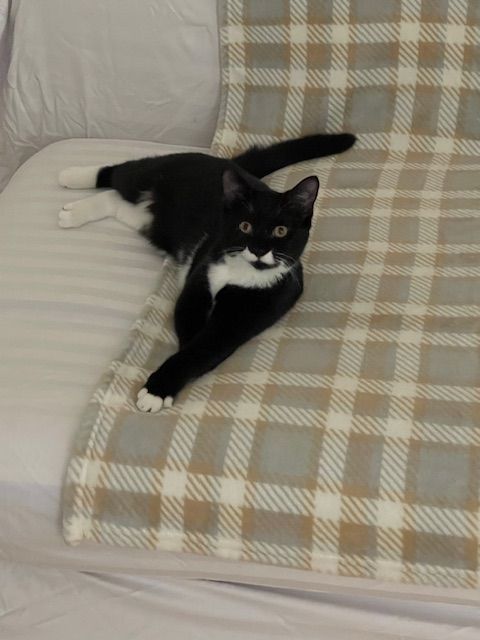 Enlarge Orchid, a Adoptable mixed breed in Brooklyn, NY image 9/11