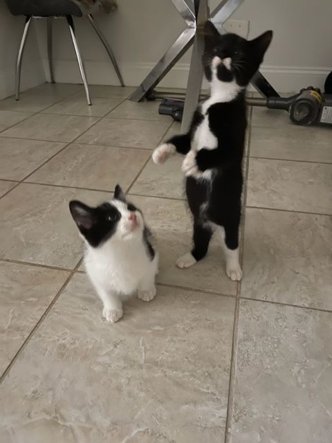 Enlarge Orchid, a Adoptable mixed breed in Brooklyn, NY image 10/11