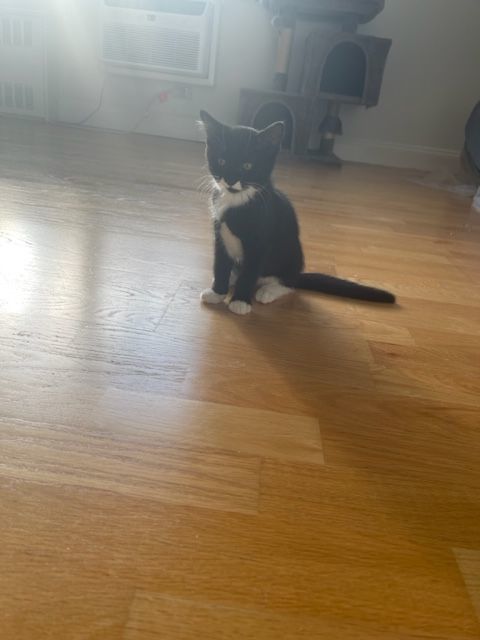 Enlarge Orchid, a Adoptable mixed breed in Brooklyn, NY image 11/11