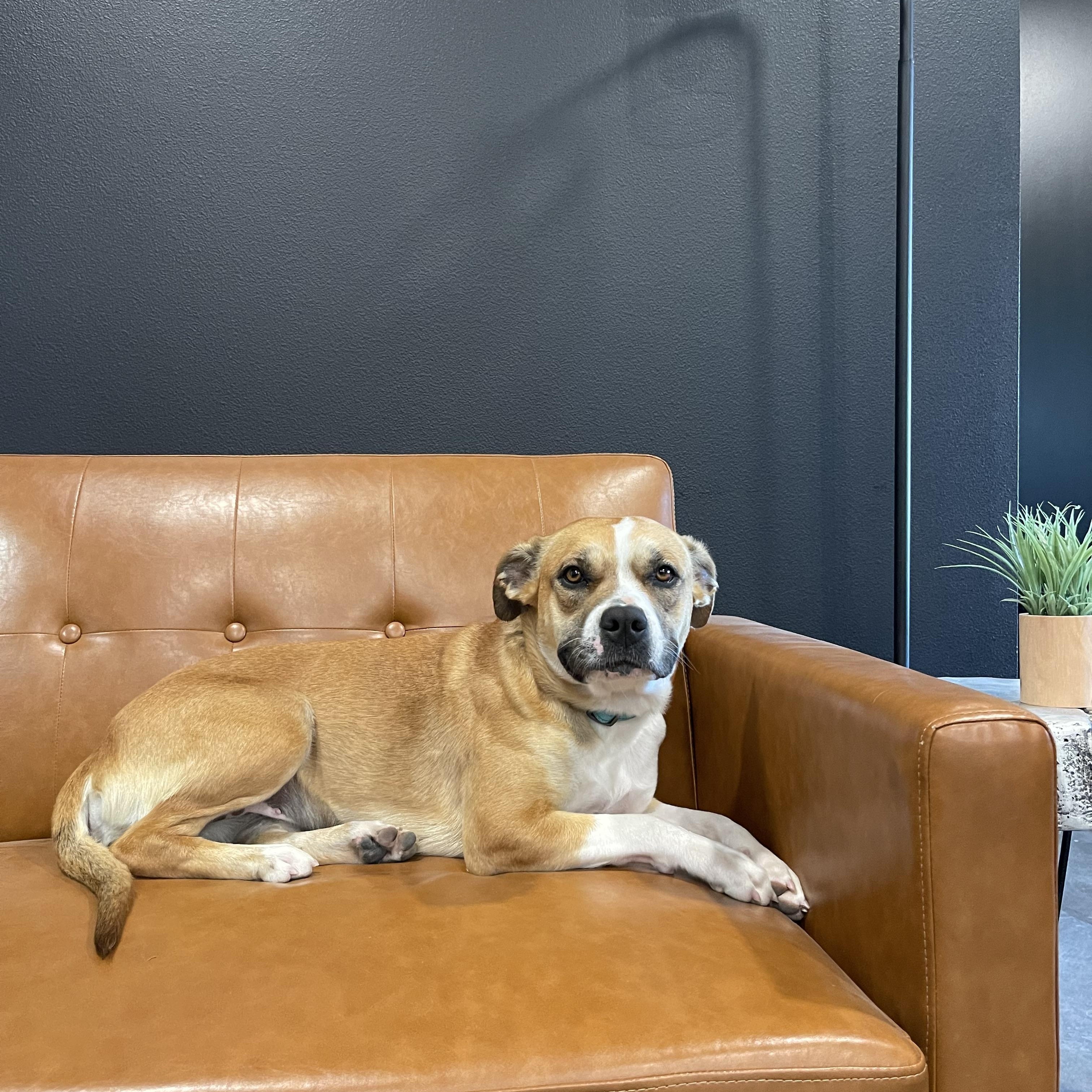 Mila, adopted, Adult Female Mixed Breed.