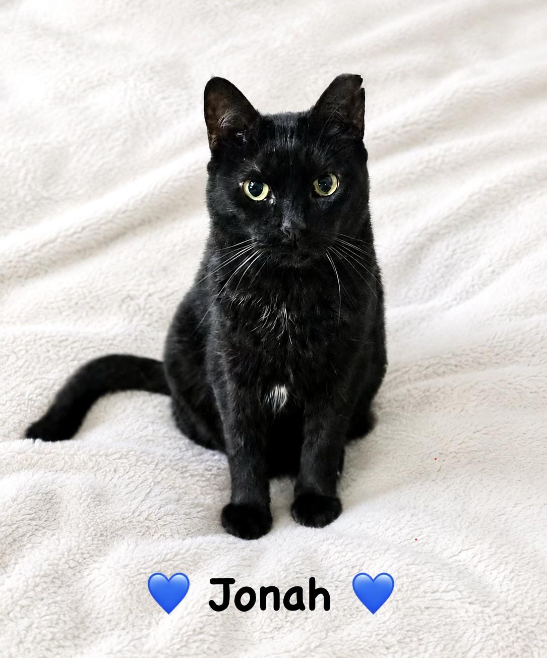 Jonah, ADOPTABLE, Young Male Domestic Short Hair.