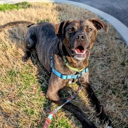 Aries, Adoptable, Adult Male Pit Bull Terrier & Mixed Breed.