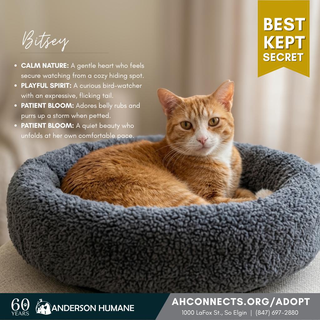 Enlarge Bitsey, a Adoptable Domestic Short Hair in South Elgin, IL image 1/6