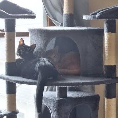 Enlarge Bitsey, a Adoptable Domestic Short Hair in South Elgin, IL image 3/6
