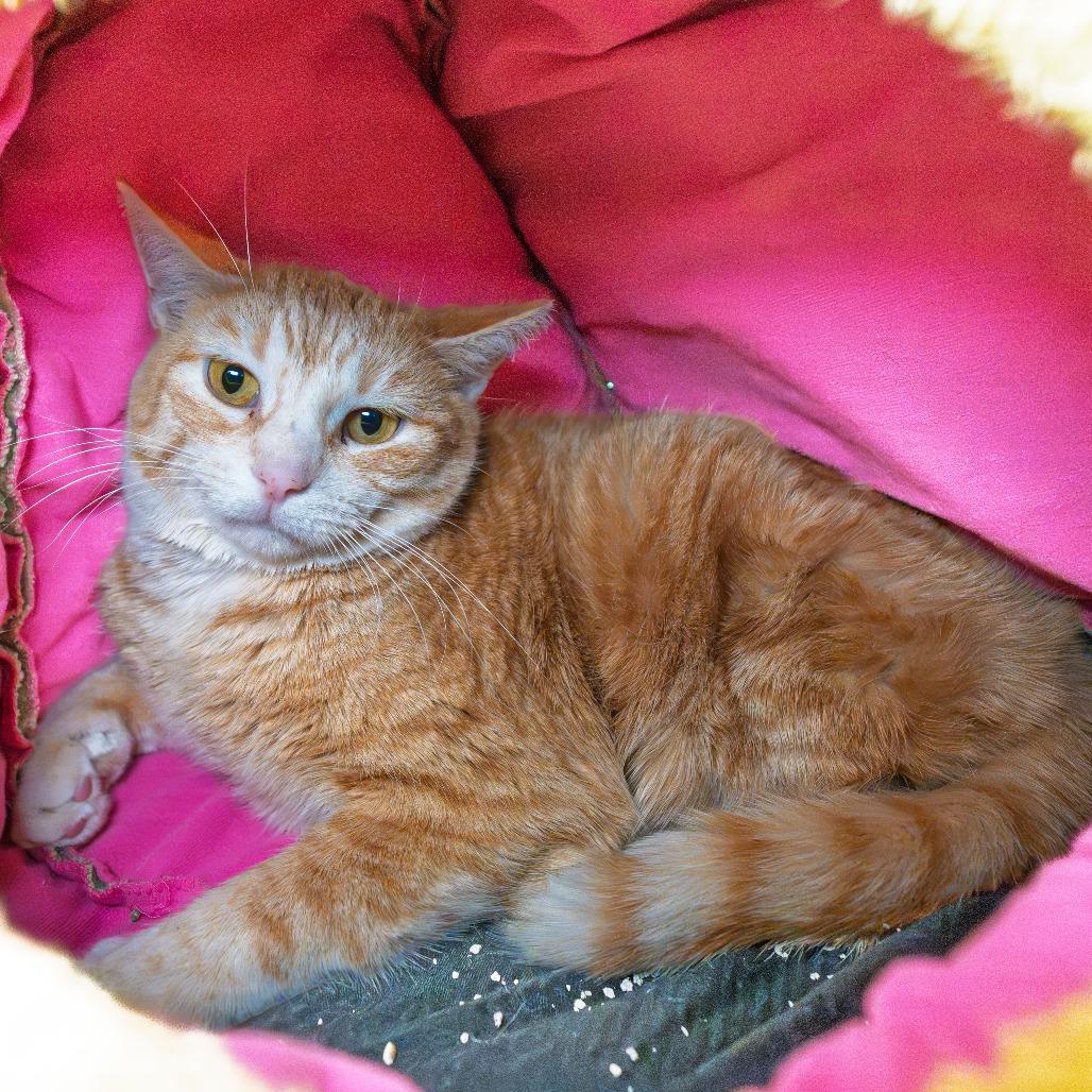 Enlarge Bitsey, a Adoptable Domestic Short Hair in South Elgin, IL image 4/6