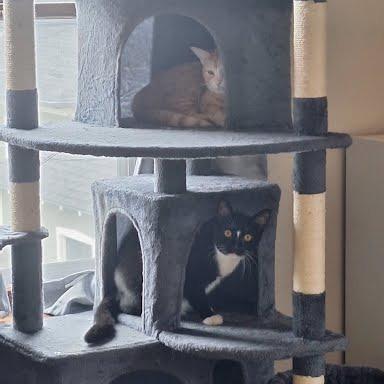 Enlarge Bitsey, a Adoptable Domestic Short Hair in South Elgin, IL image 5/6