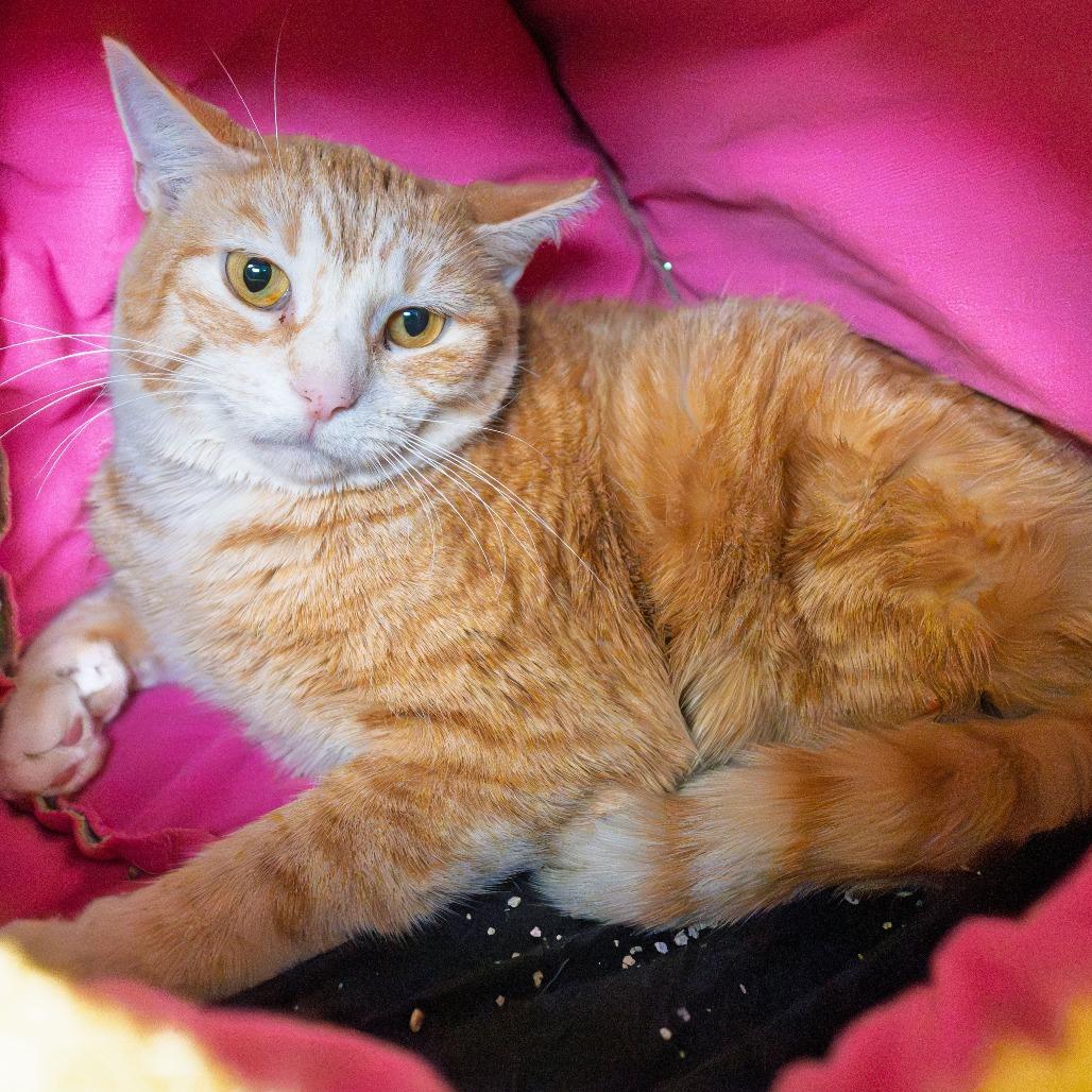 Enlarge Bitsey, a Adoptable Domestic Short Hair in South Elgin, IL image 6/6