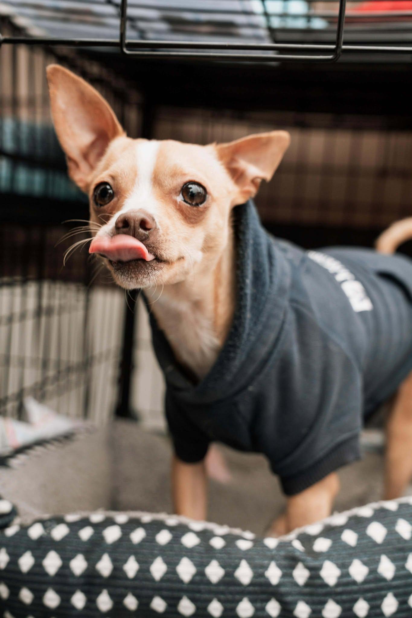 Enlarge Tony, a Adoptable Chihuahua in Visalia, CA image 1/3