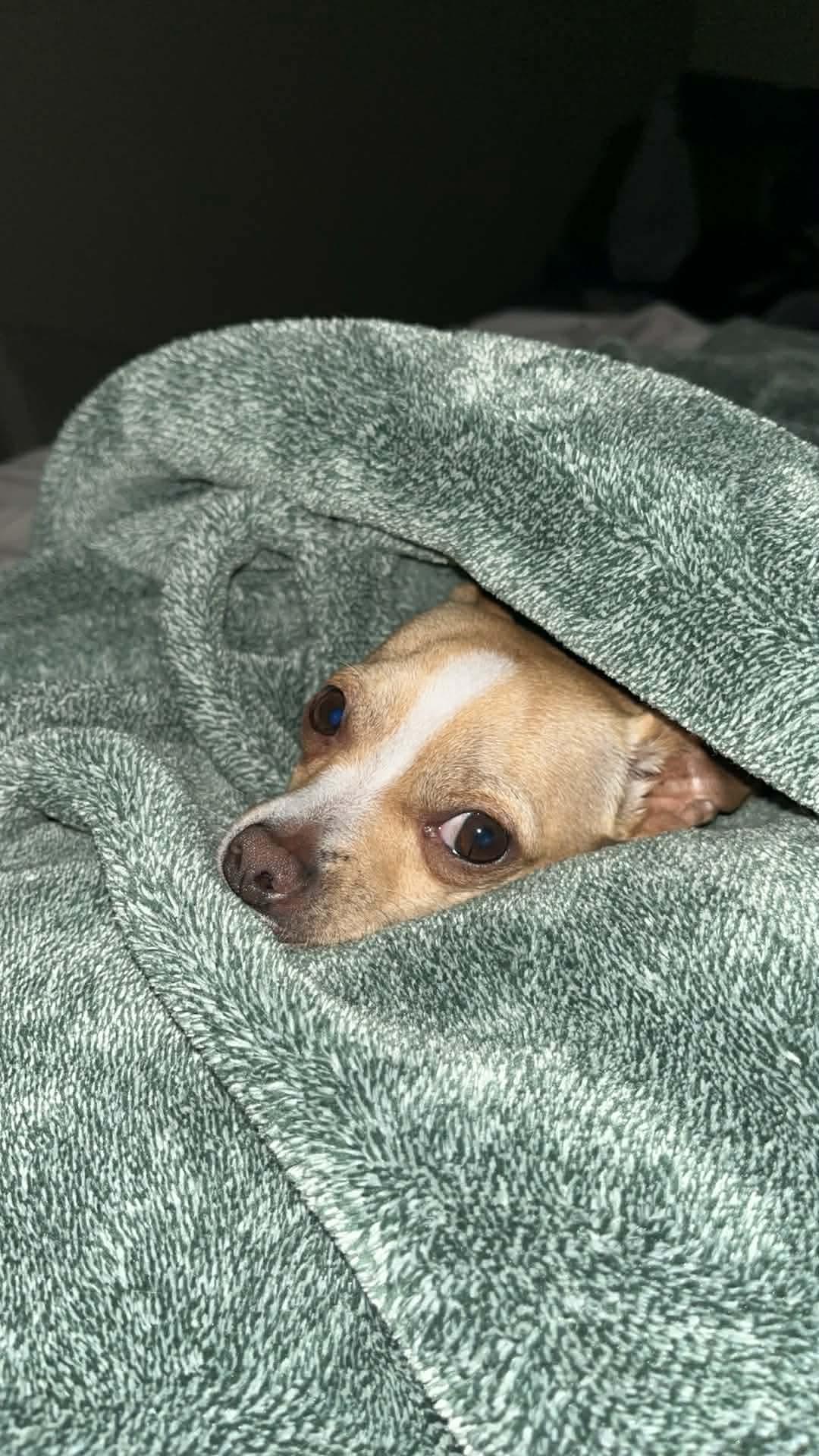 Tony, Adoptable, Young Male Chihuahua.