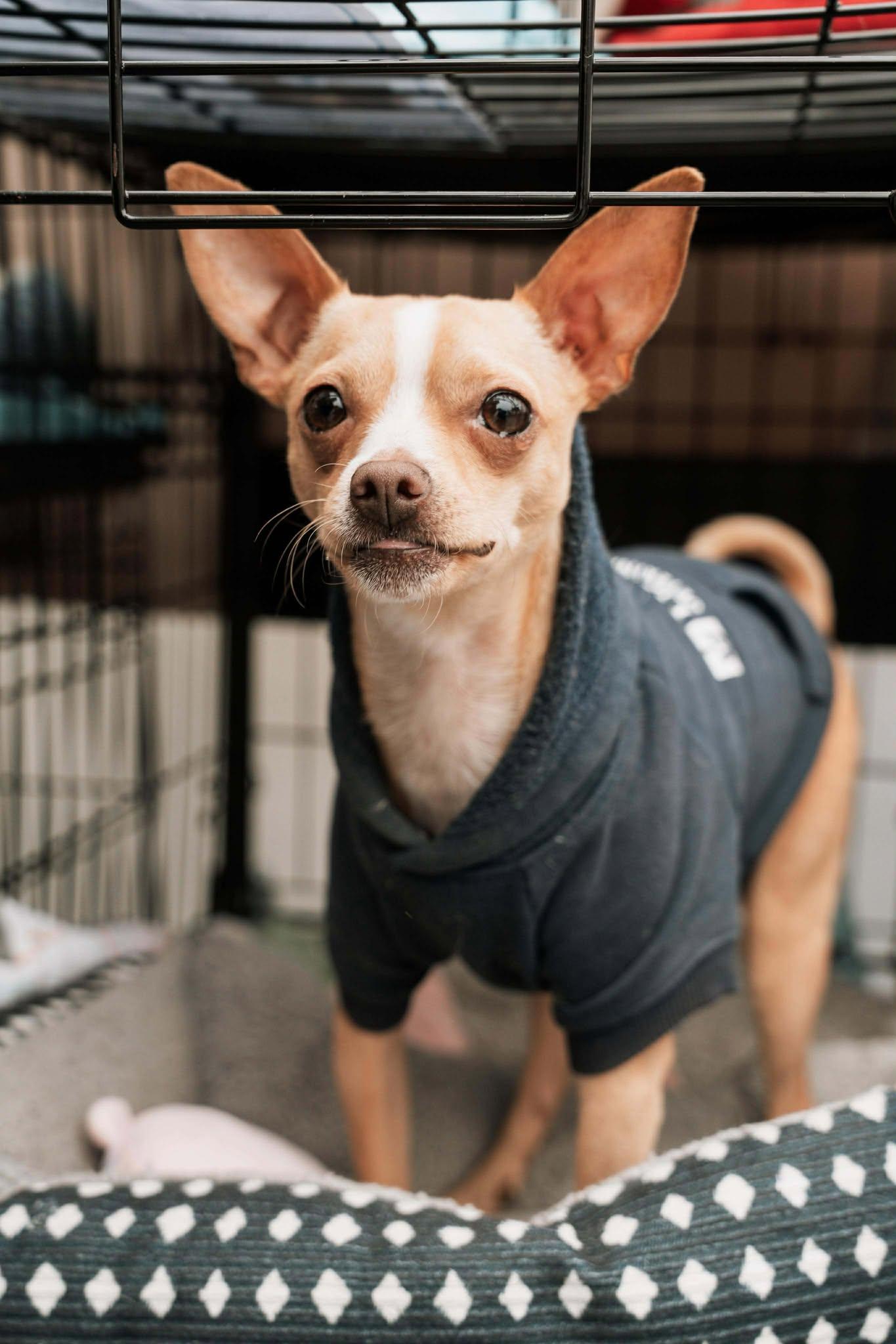 Enlarge Tony, a Adoptable Chihuahua in Visalia, CA image 2/3