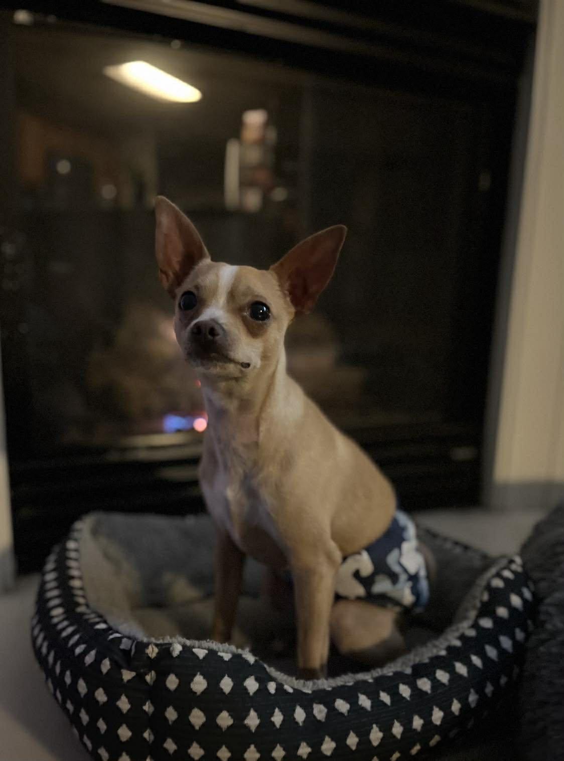 Enlarge Tony, a Adoptable Chihuahua in Visalia, CA image 2/3