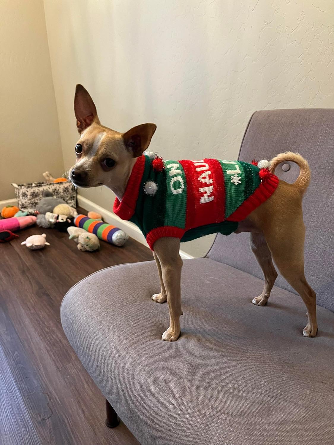 Enlarge Tony, a Adoptable Chihuahua in Visalia, CA image 3/3