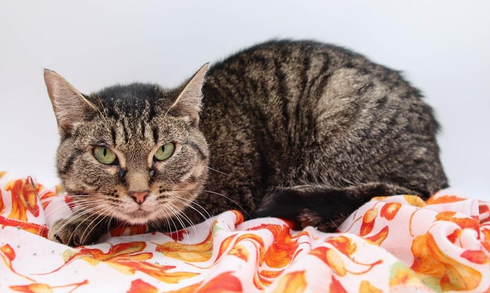 Lilly XIX, Adoptable, Adult Female Domestic Short Hair.