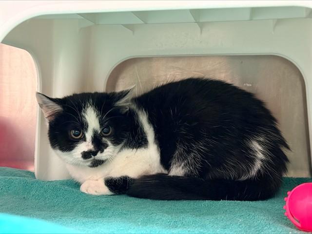 Enlarge JOSIE, a Adoptable Domestic Short Hair in Statesville, NC image 1/1