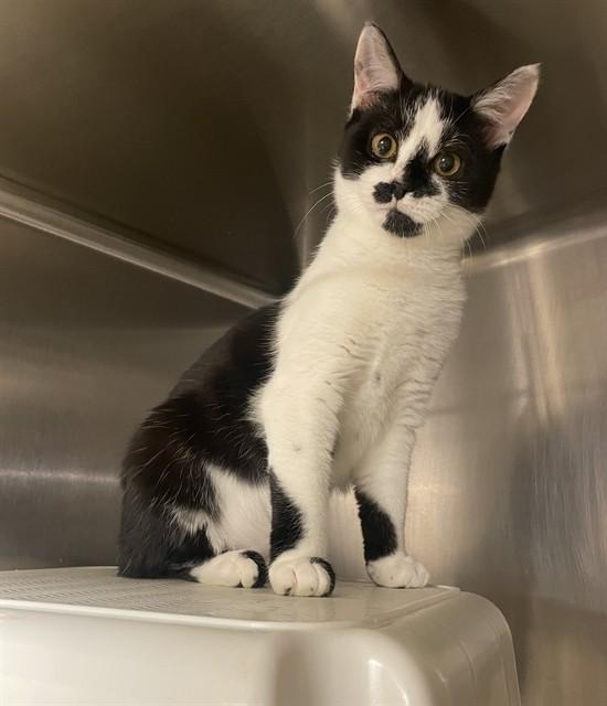 JOSIE, Adoptable, Kitten Female Domestic Short Hair.