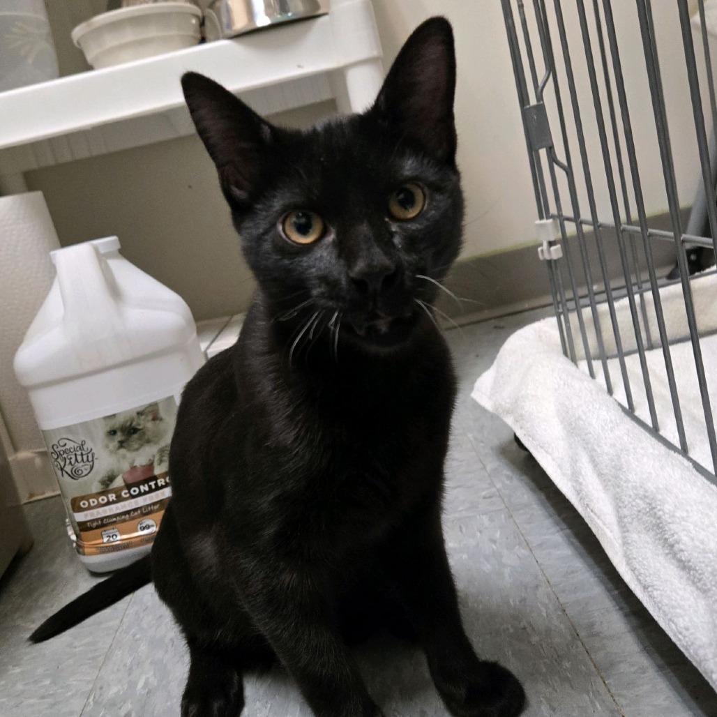 Freddy, Adoptable, Young Male Domestic Short Hair.