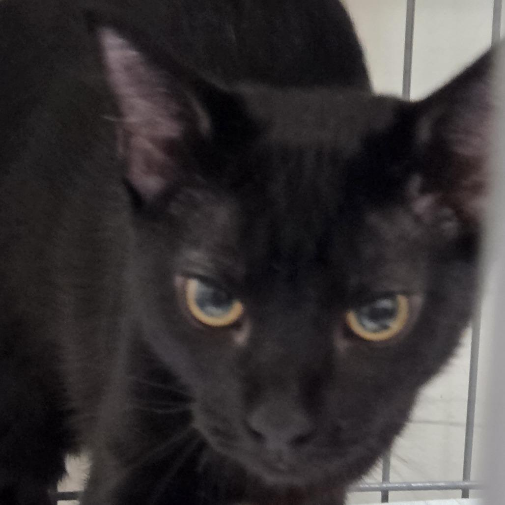 Freddy, Adoptable, Young Male Domestic Short Hair.
