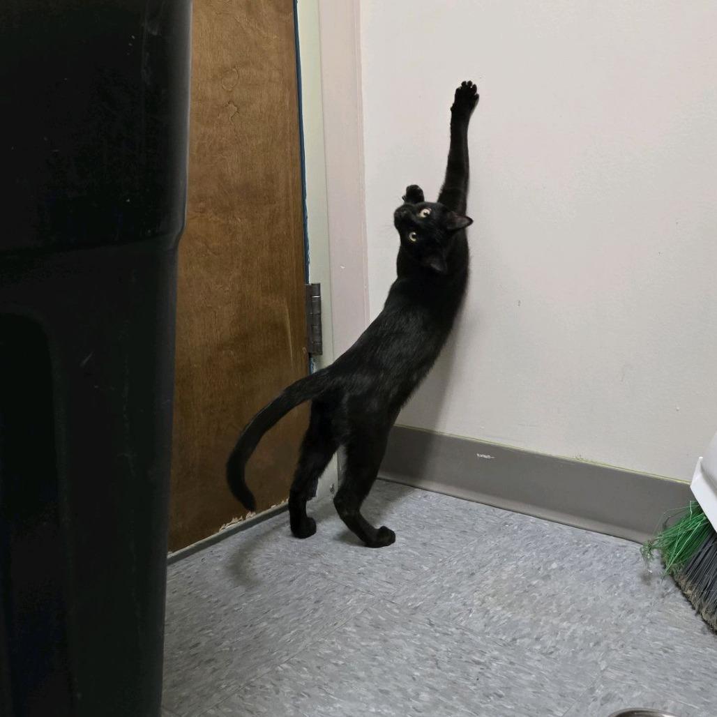 Freddy, a Adoptable Domestic Short Hair in Branson, MO image 4/5