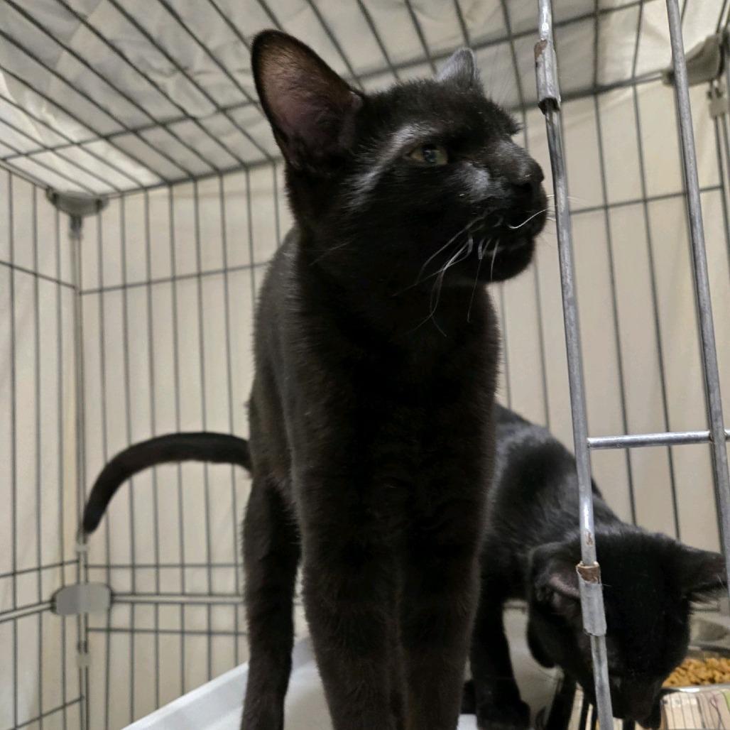 Freddy, a Adoptable Domestic Short Hair in Branson, MO image 5/5