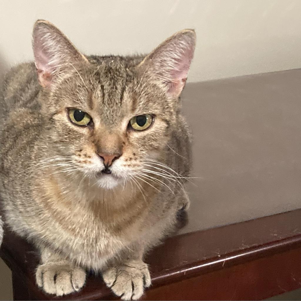 Enlarge Gracie, a Adoptable Domestic Short Hair in Wind Gap, PA image 1/1