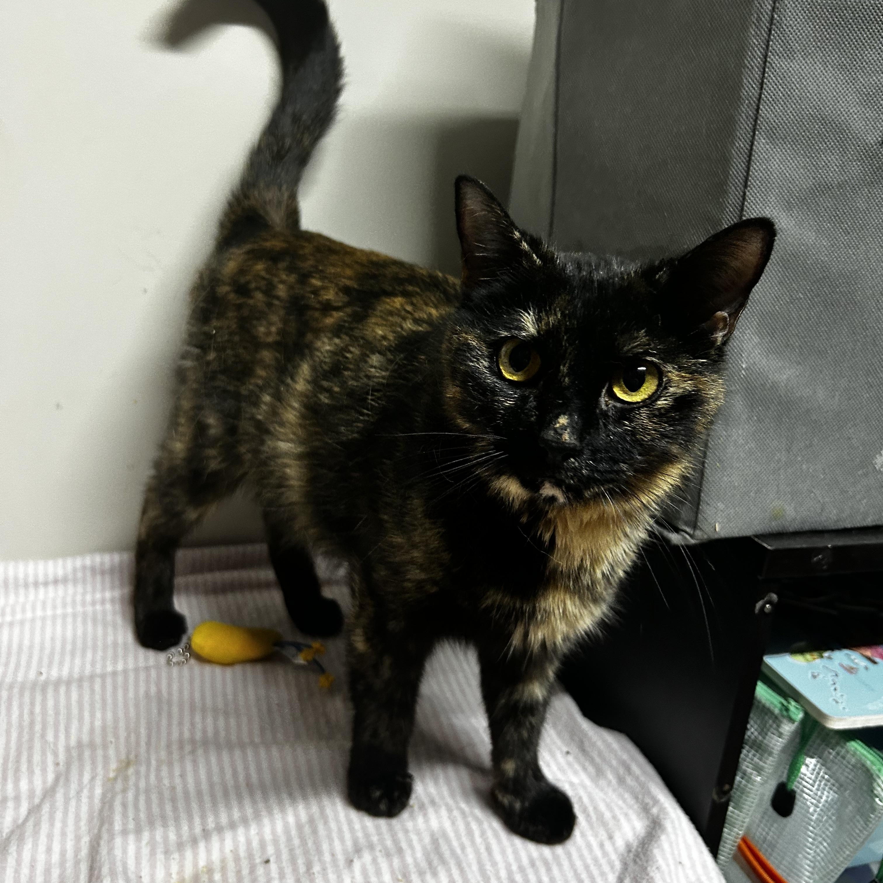 Mama Veggie, Young Female Domestic Short Hair