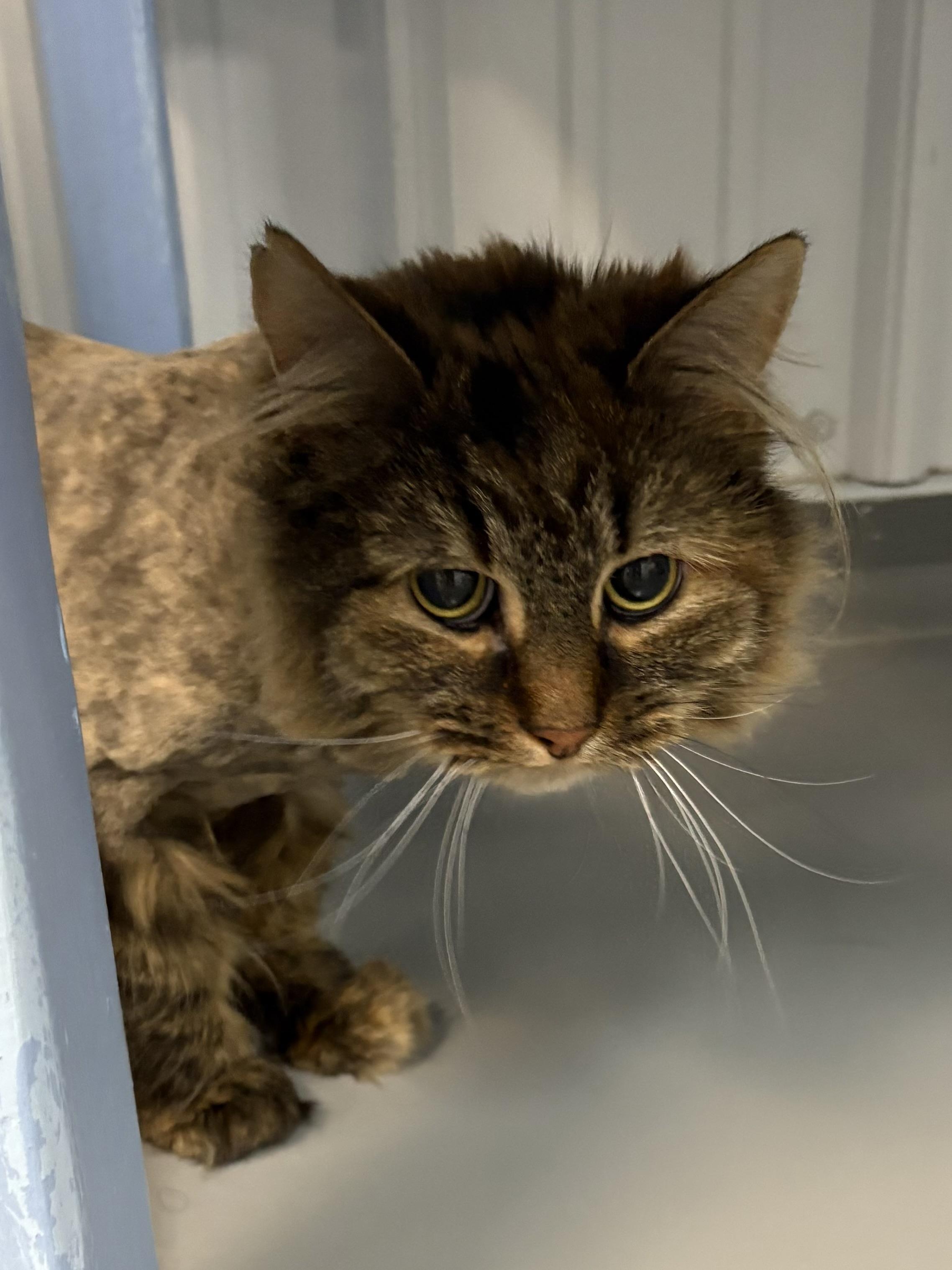 Enlarge Marnie, a ADOPTABLE Domestic Long Hair in Big Rapids, MI image 1/3