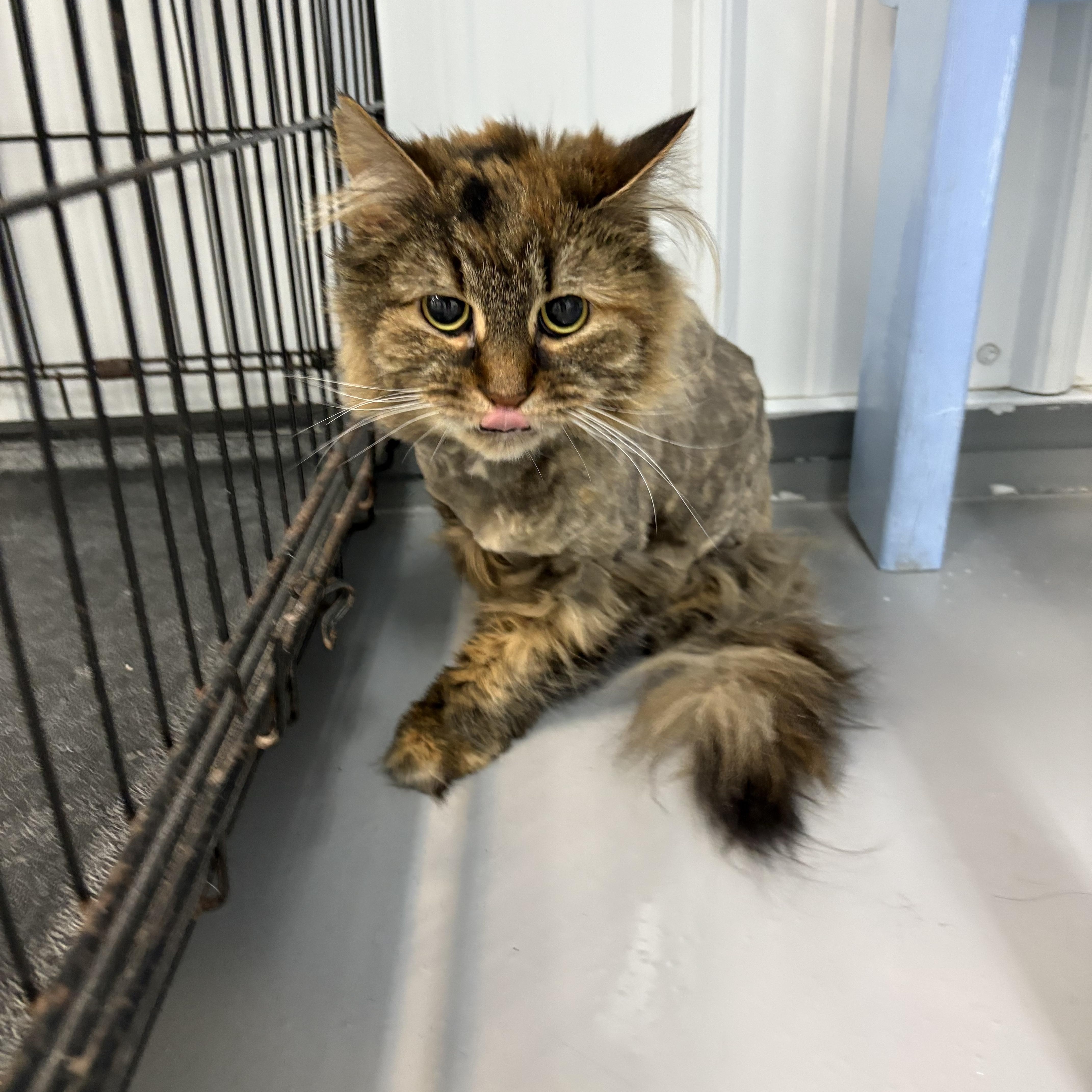 Enlarge Marnie, a ADOPTABLE Domestic Long Hair in Big Rapids, MI image 2/3