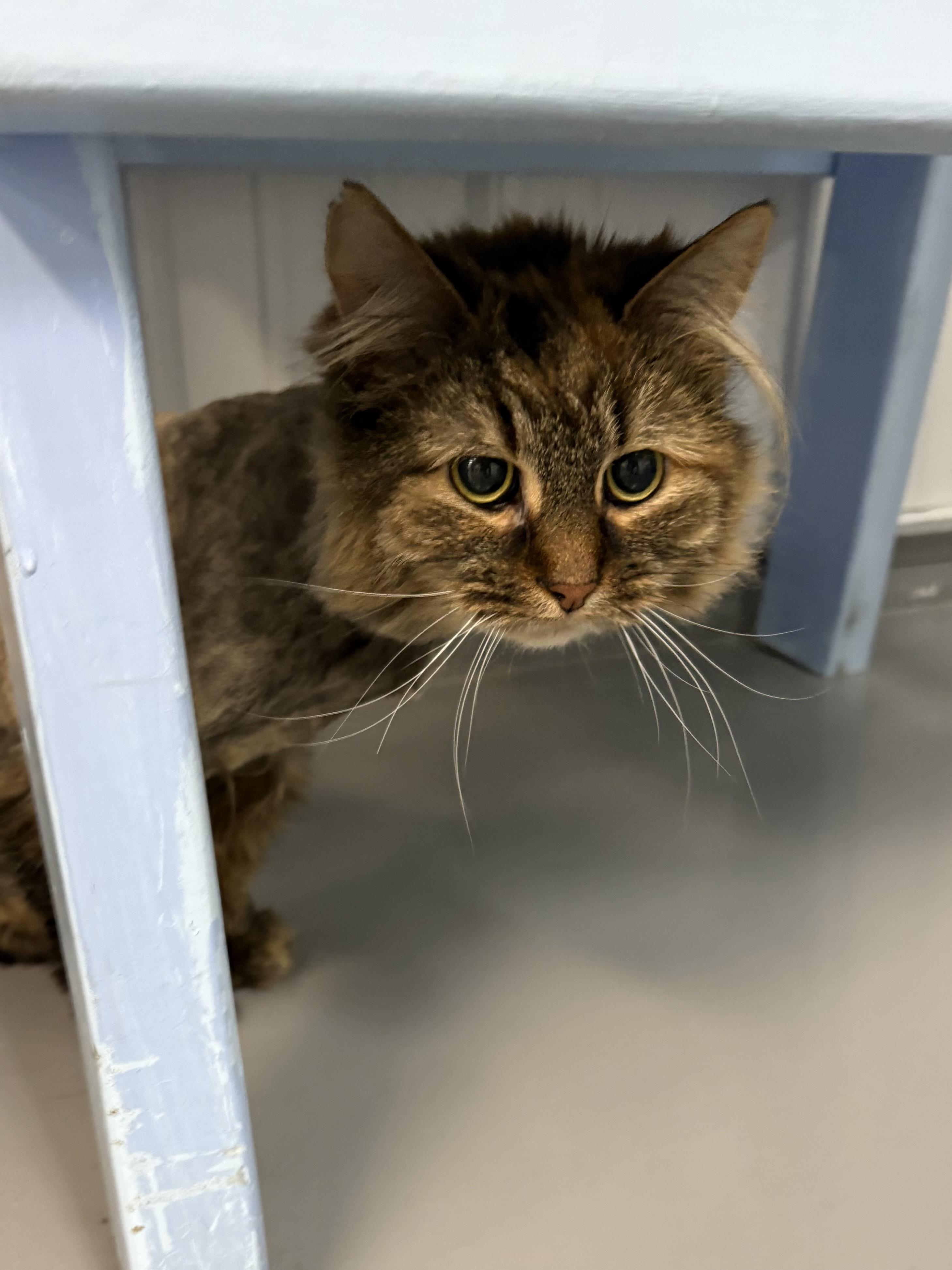 Enlarge Marnie, a ADOPTABLE Domestic Long Hair in Big Rapids, MI image 3/3