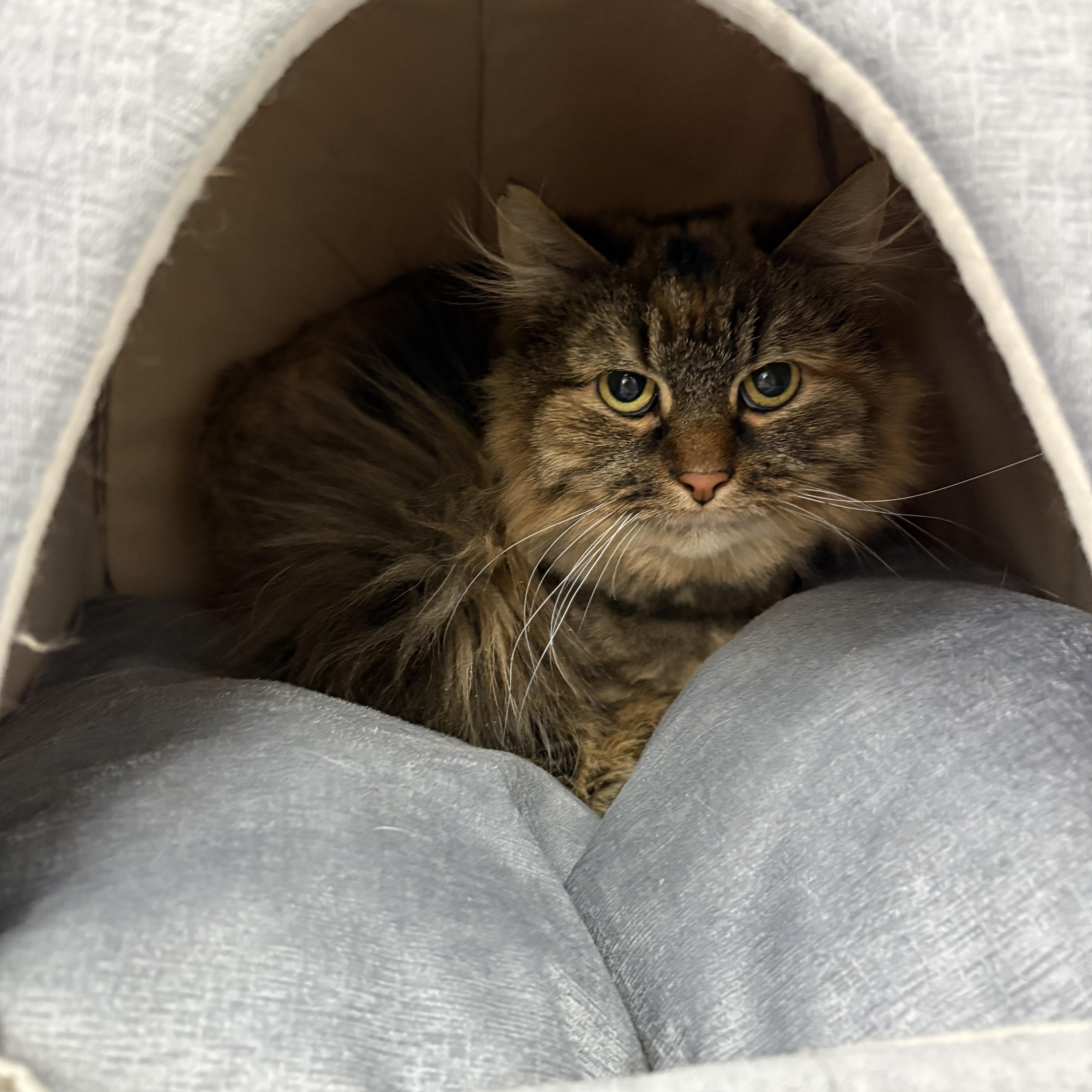 Marnie, ADOPTABLE, Adult Female Domestic Long Hair.
