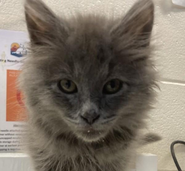 Enlarge Dora, a Adoptable mixed breed in Golden, CO image 1/6