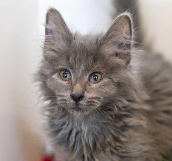 Enlarge Dora, a Adoptable mixed breed in Golden, CO image 2/6