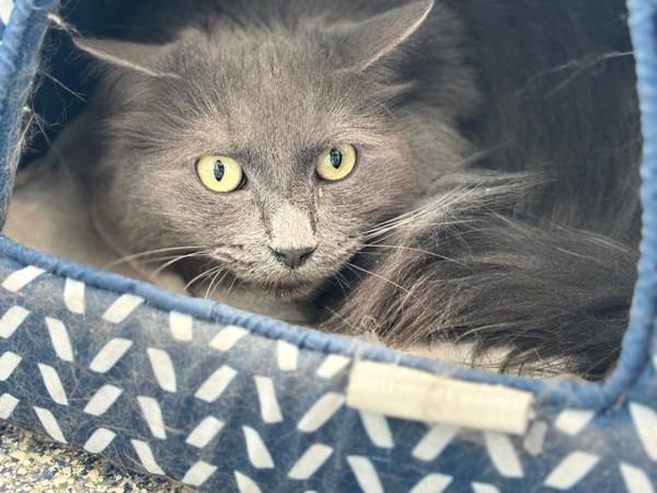 Enlarge Dora, a Adoptable mixed breed in Golden, CO image 3/6