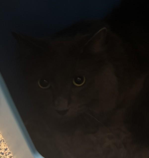 Enlarge Dora, a Adoptable mixed breed in Golden, CO image 6/6