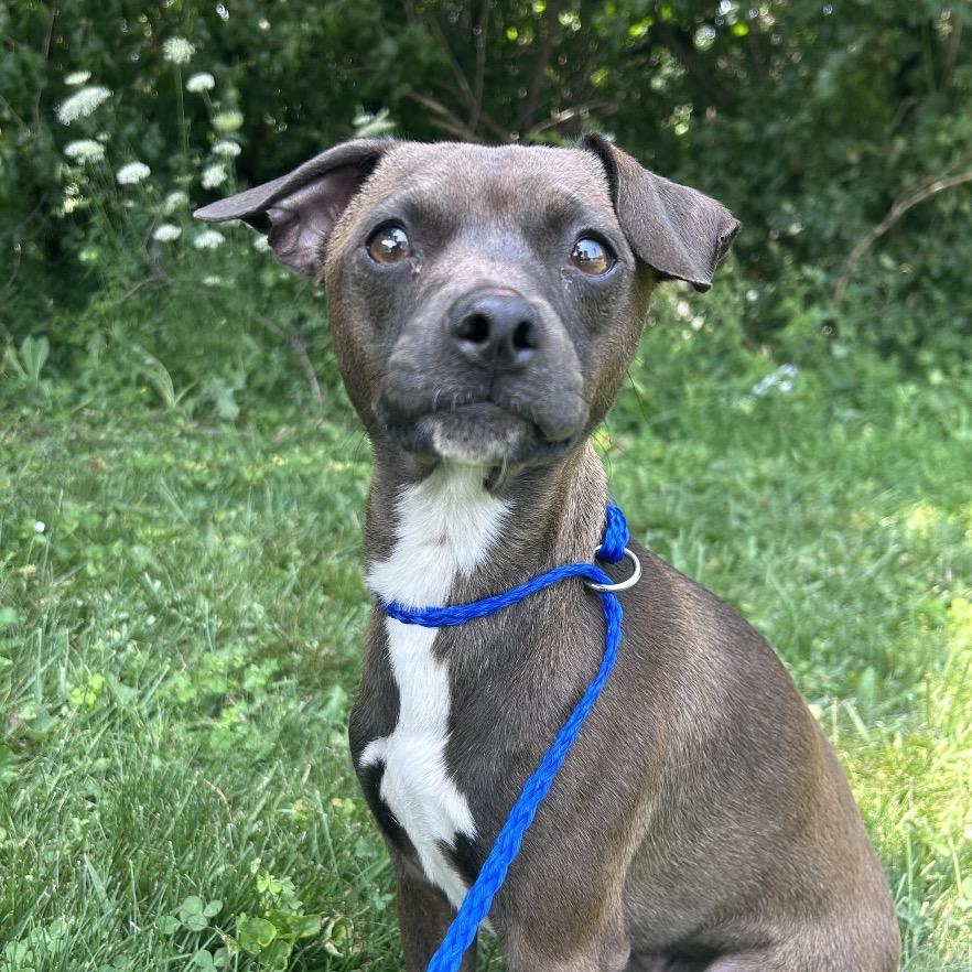 Ellis, Adoptable, Adult Male Mixed Breed.