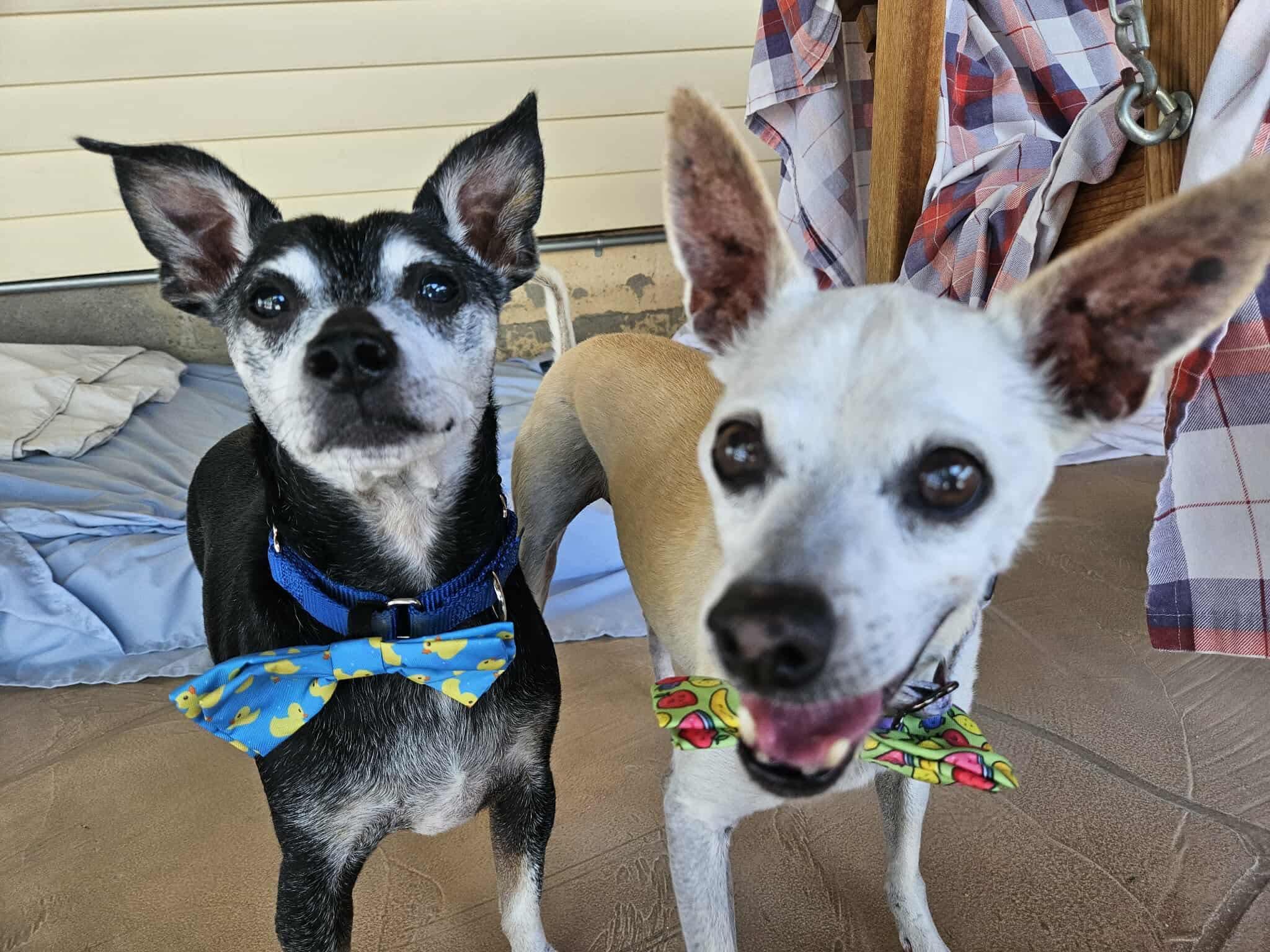 Enlarge Arthur, an adopted mixed breed in New River, AZ image 4/6