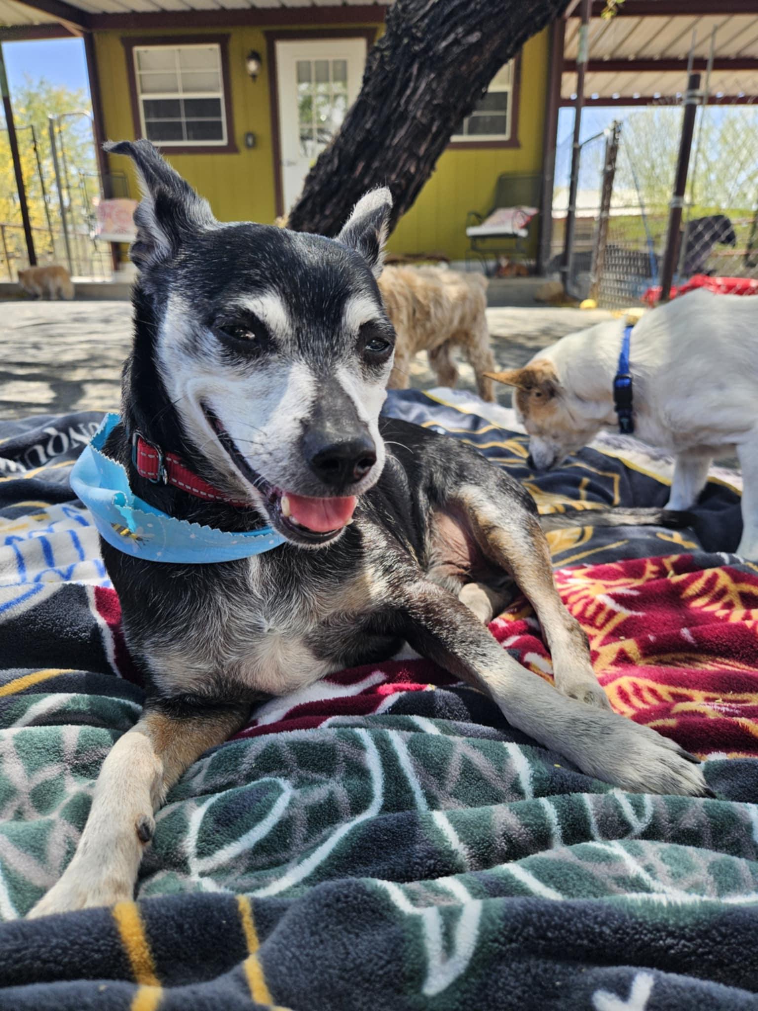 Arthur, adopted, Senior Male Rat Terrier.