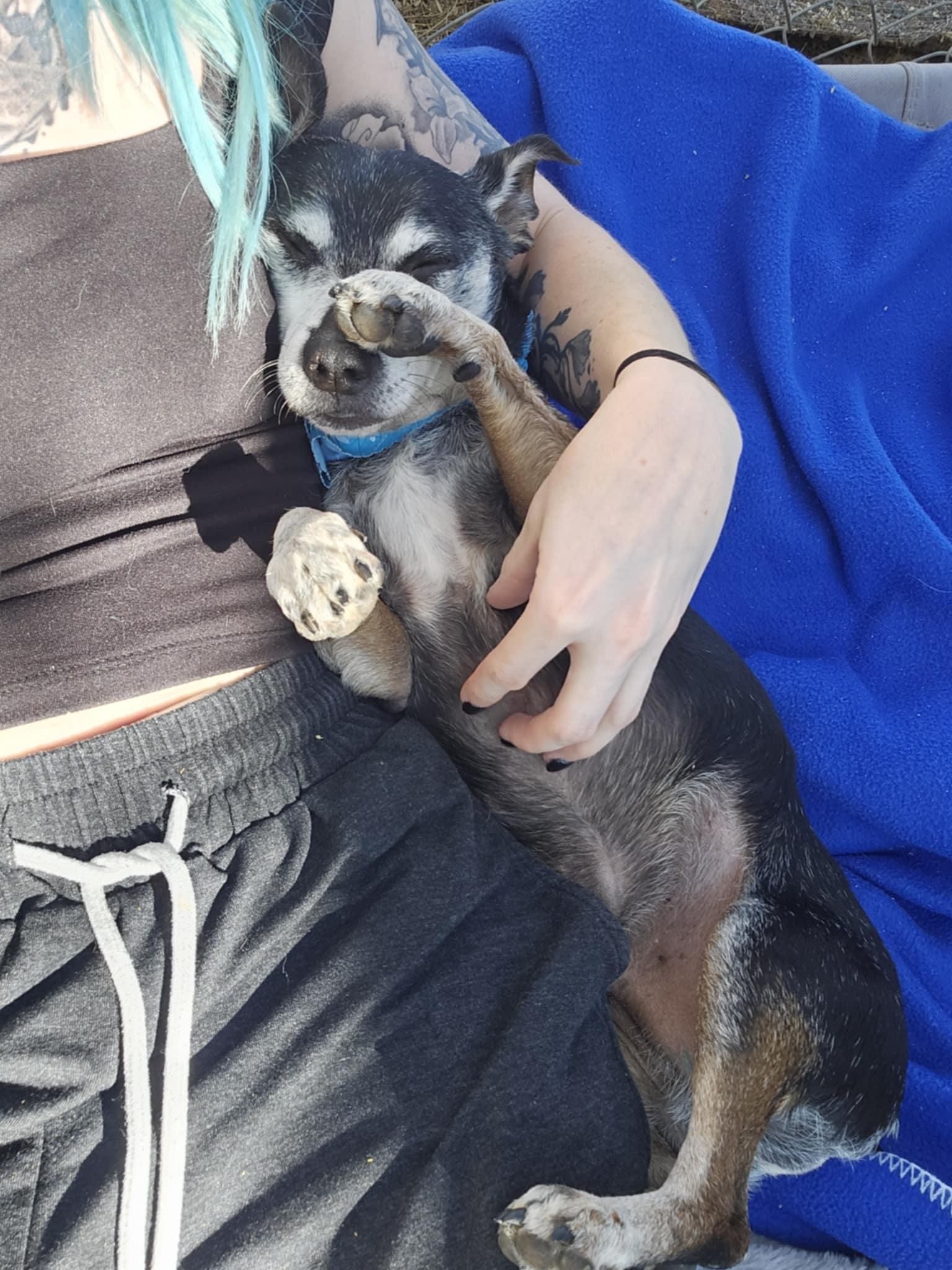 Enlarge Arthur, an adopted mixed breed in New River, AZ image 6/6