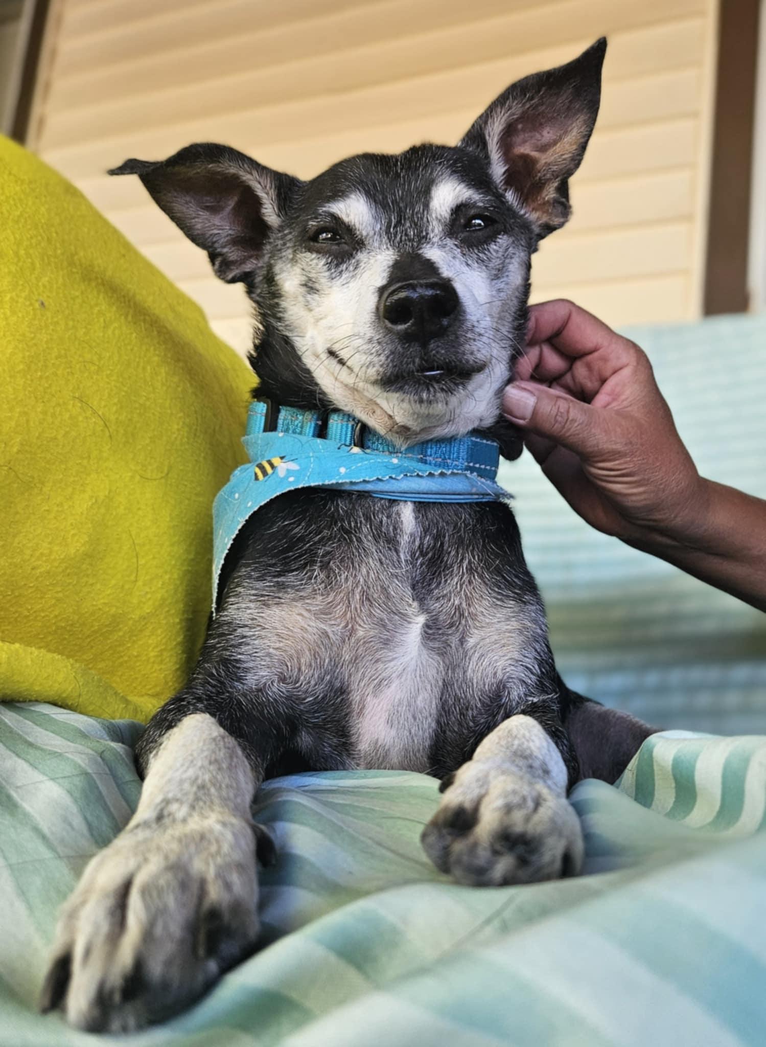 Enlarge Arthur, an adopted mixed breed in New River, AZ image 2/6