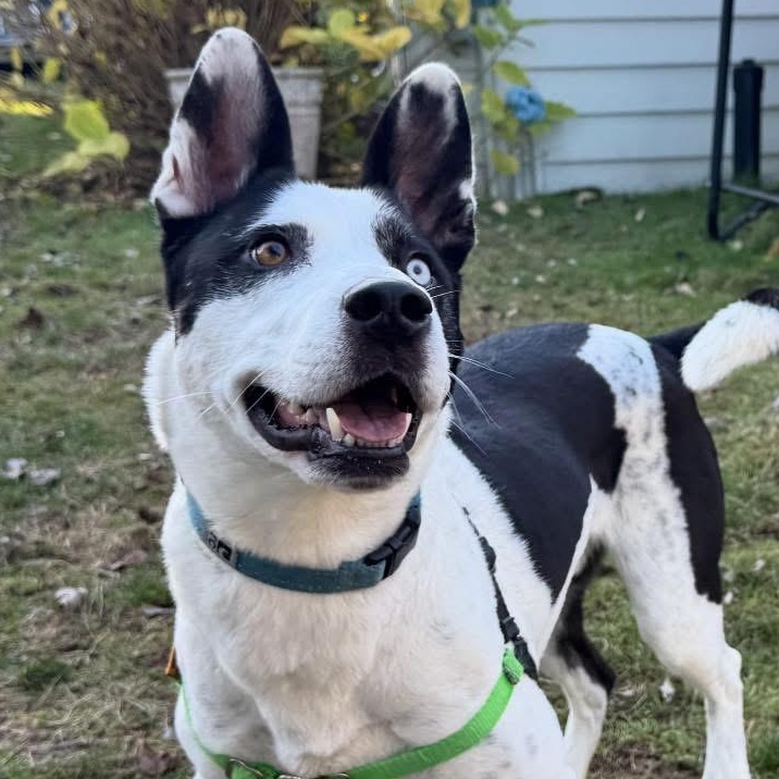 Enlarge Echo, a Adoptable mixed breed in Portland, OR image 2/5