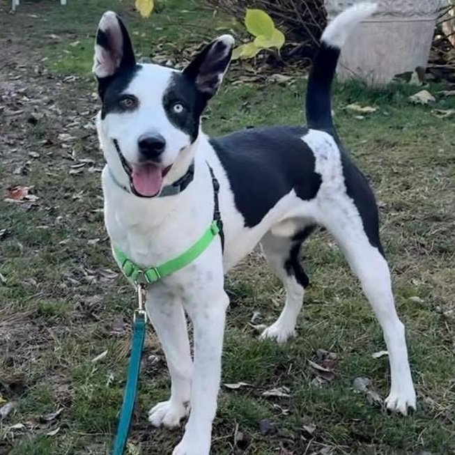 Enlarge Echo, a Adoptable mixed breed in Portland, OR image 1/5