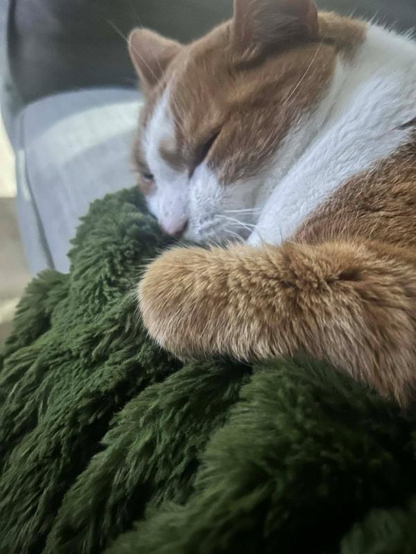 Enlarge Milo & Loki - Bonded Brothers , a ADOPTABLE Domestic Medium Hair in Mississauga, ON image 2/5